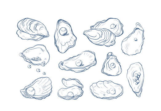 Oyster Shell With Pearl Sketch Set