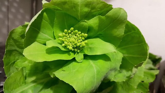 Bok choy chinese leaf vegetable flower buds raw food video footage. Pak choi chinese green mustard with flora buds healthy nutritional vegetable. 