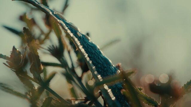 Close-up of bluegill fish gliding in freshwater
