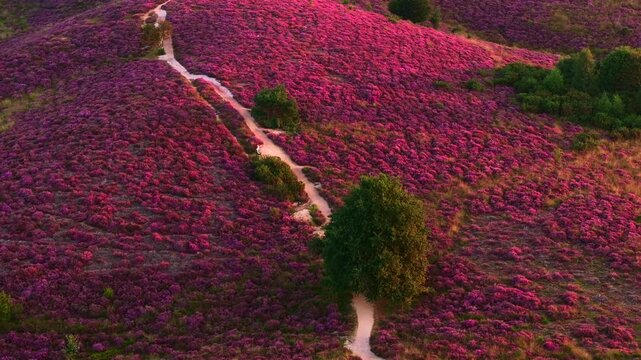 Heather in Bloom, Posbank National park Veluwe, Purple Pink Blooming heater in Posbank Rheden, Netherlands. Aerial Shot.