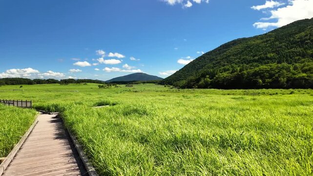 夏のタデ原湿原