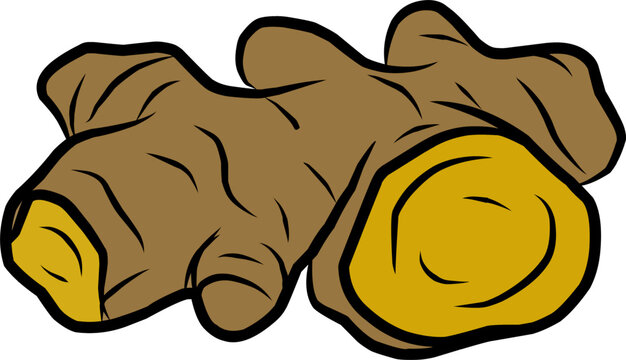 Doodle Javanese turmeric. Temulawak with Hand Drawn Rhizome Doodle Vector Style