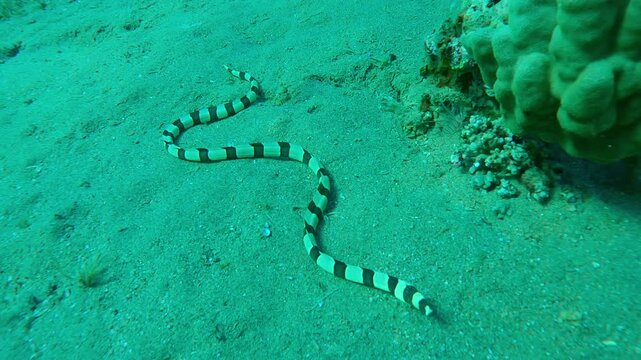 Close-up of Banded Snake Eel (Myrichthys colubrinus) crawling on sandy seafloor and searching for prey near coral, close-up