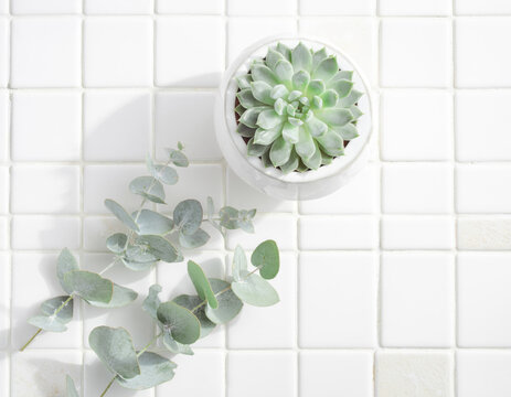 Potted succulent with eucalyptus branch on white tiled surface. Green plant, botanical arrangement, interior decor elements, flat lay, minimalist style.