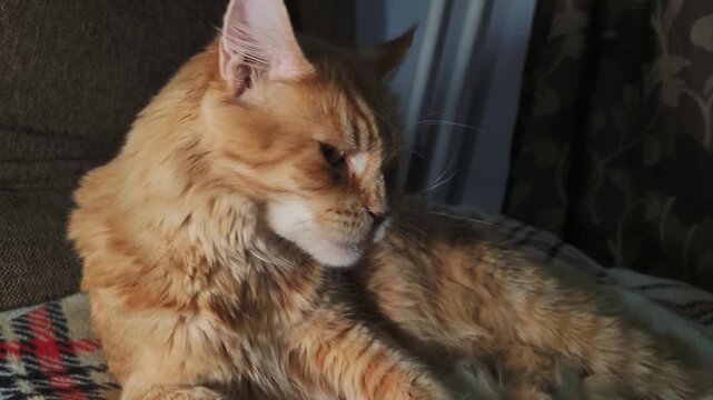 The orange fun sleepy cat with long white whiskers wide yawns while relax lying on the sofa at home. Fun pet video near blue room wall	