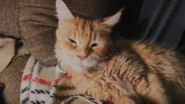 Relaxing rest orange fun cat lying sleepy on the couch