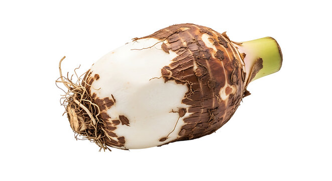 A whole taro root with a green sprout and a fibrous root system, showcasing its earthy texture and raw form.