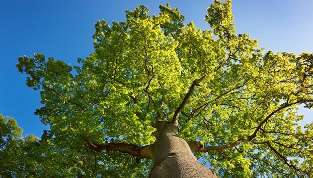 American Sycamore Tree Platanus Occidentalis Against Blue Sky Closeup With Green Leaves In Spring Summer And Nobody