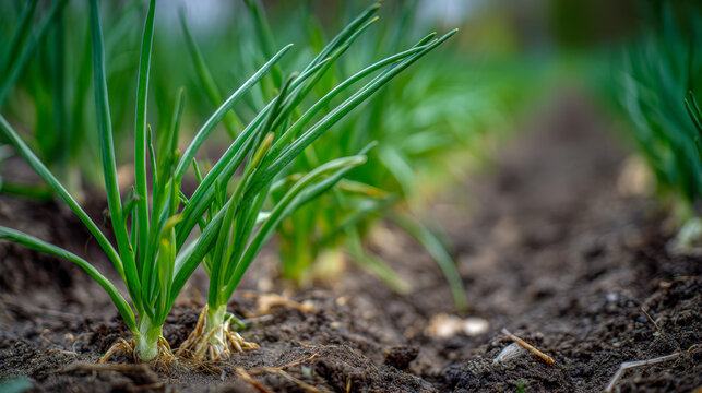 Green onions growing in rich soil in an organized garden bed with fresh shoots and healthy roots visible in natural daylight setting