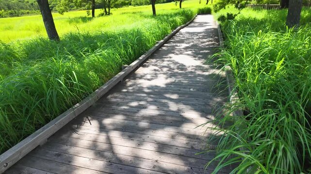 夏のタデ原湿原