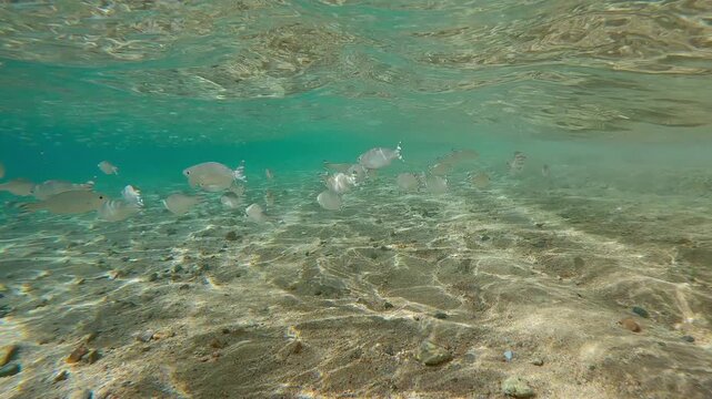 Shoal of Flagtail fish swim just below surface in surf zone with school of Silversides Atherina in background. Striped flagfish or Five-stripped Flagfish (Kuhlia mugil)