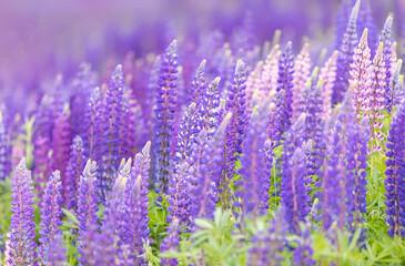 Obraz premium Lupines growing in a field, Prince Edward Island, Canada.