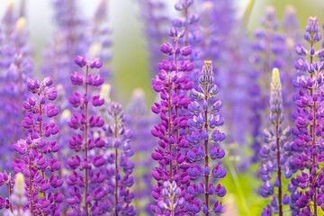 Obraz premium Lupines growing in a field, Prince Edward Island, Canada.