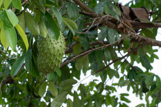 Fresh Soursop Fruit Hanging on Tree in Tropical Orchard, Green Soursop Growing Naturally on Branch with Lush Foliage Background