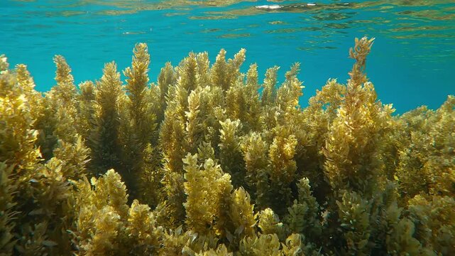 Close-up of Sargassum brown seaweed on shallows against blue water in vibrant sunlight, backlit by sun with lens flare.Underwater landscape of reef cowered with Sargassum algae under bright sunshine