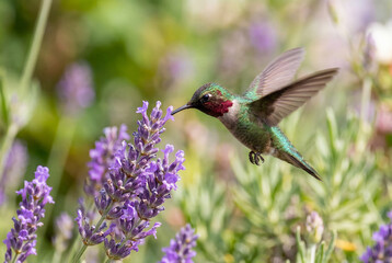 Fototapeta premium Hummingbird feeding on purple lavender flowers