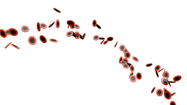 Red Blood Cells on White Background