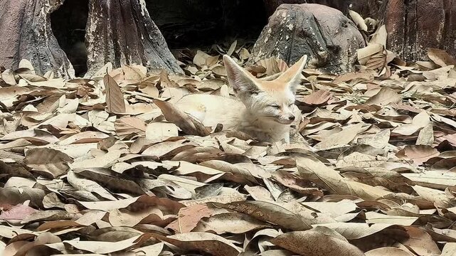  A Fennec fox is laying in cage, Chiangmai Thailand.
