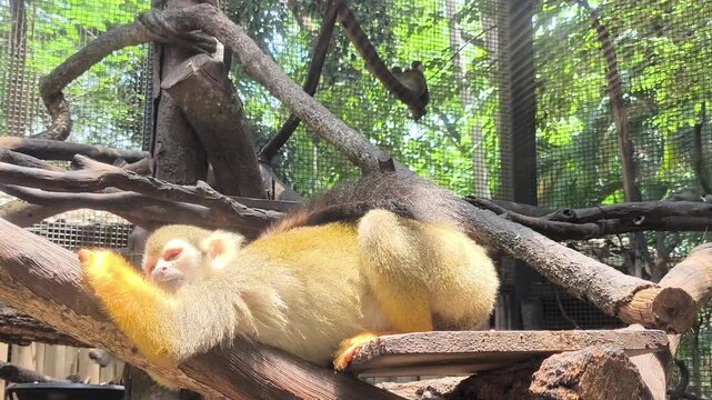Closeup squirrel monkey in cage, Chiangmai Thailand.