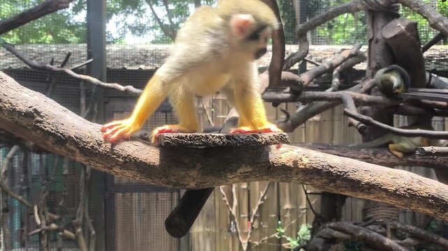 Closeup squirrel monkey in cage, Chiangmai Thailand.