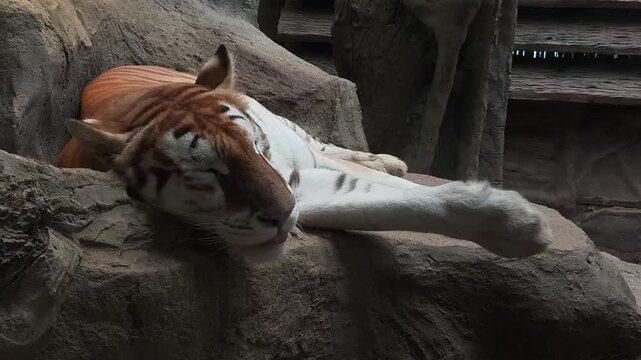 Tiger is sleeping in zoo, Chiangmai Thailand.