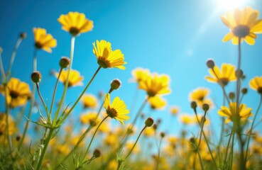 Fototapeta premium Yellow wildflowers bloom on a sunny day under a clear blue sky. The close-up perspective shows delicate petals reaching towards the bright sun, highlighting nature beauty and vibrant life.
