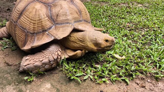 Sulcata tortoise is eating food in zoo, Chiangmai Thailand.