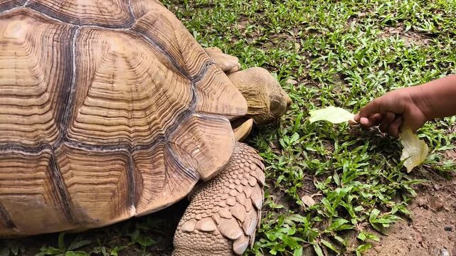 Sulcata tortoise is eating food in zoo, Chiangmai Thailand.