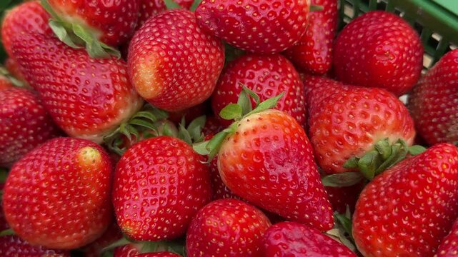 Ripe red strawberries green box closeup, packed in plastic crate at bustling fruit market, glossy skin and visible seeds, vibrant