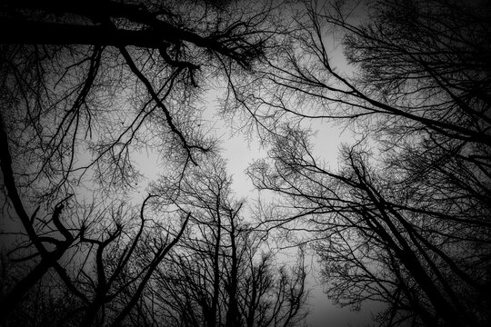 branches and forests in black and white with a dark, horror, and fantasy atmosphere