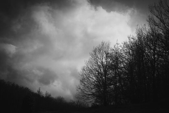 branches and forests in black and white with a dark, horror, and fantasy atmosphere