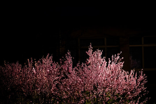 deep pink cherry blossoms typical of Japan