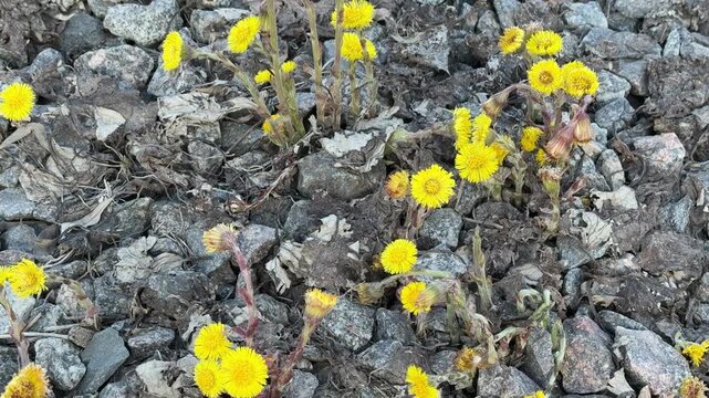 Yellow mother and stepmother flowers on rubble, sunny construction site closeup showing tiny blooms pushing through gravel and dry