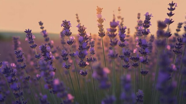 Lavender flowers in a field at sunset.