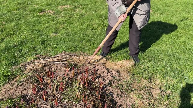 Grandmother hoeing peony bed, loosening soil during sunny spring day wearing warm coat and hat, gently breaking mulch to reveal