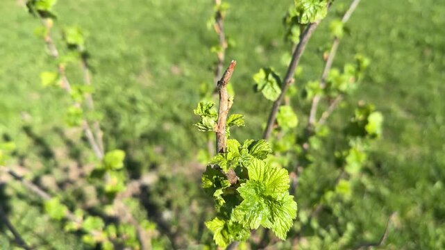 Spring currant leaves close-up, vibrant buds. Sunlit backyard garden scene with shallow depth of field, crisp leaf texture