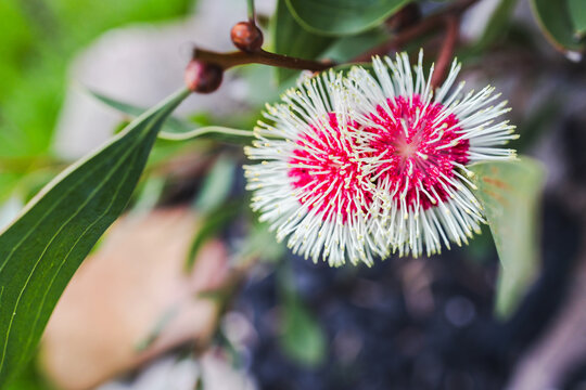 hakea flower in tropical australian backyard garden