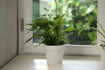 Fototapeta premium Potted houseplants on white wooden window sill indoors