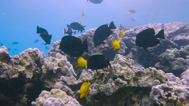 Slow motion video of a school of tropical reef fish swimming above a vibrant coral reef at Captain Cook, Hawaii Big Island, United States.