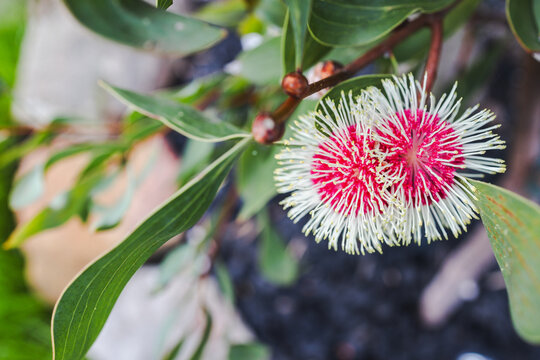 hakea flower in tropical australian backyard garden