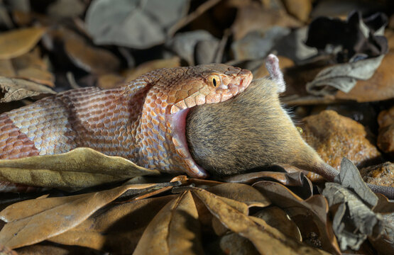 Broad-banded copperhead (Agkistrodon laticinctus) eating a killed mouse, Bastrop County, Texas, USA.