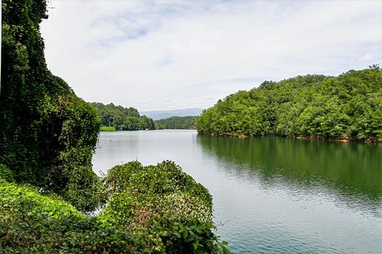 Kudzu Vine around Lake in North Carolina