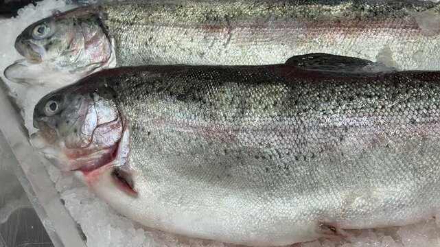 Fresh salmon on ice glistening, chilled retail display with crushed ice, silver scales shimmering, closeup of sale ready whole