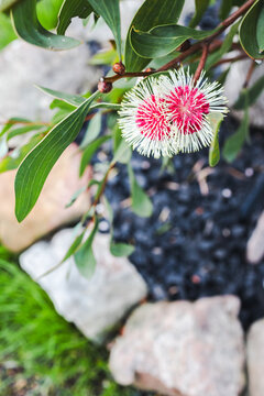 hakea flower in tropical australian backyard garden