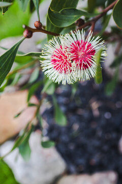 hakea flower in tropical australian backyard garden