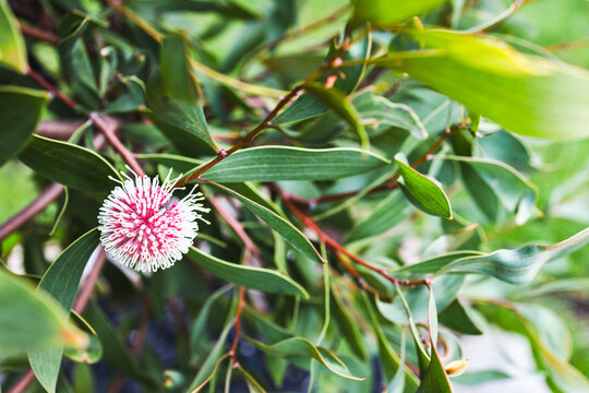 hakea flower in tropical australian backyard garden