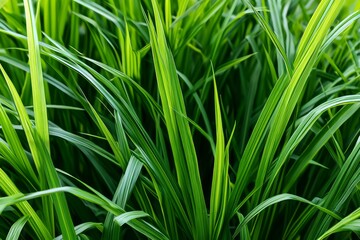 Naklejka premium Close-up View of Lush Ornamental Grass Blades Showing Vibrant Green Colors and Fine Textures in Natural Light