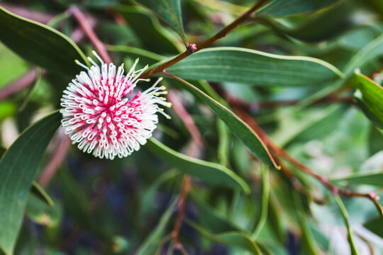 hakea flower in tropical australian backyard garden