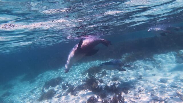 Slow motion video of an Australian sea lion swimming through crystal clear blue water off the Eyre Peninsula, South Australia.