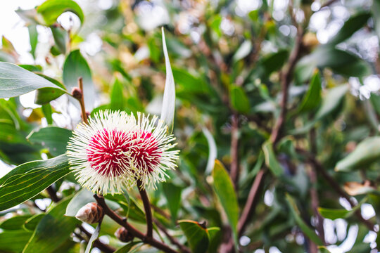 hakea flower in tropical australian backyard garden